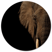 Muurcirkel Olifant Hoofd