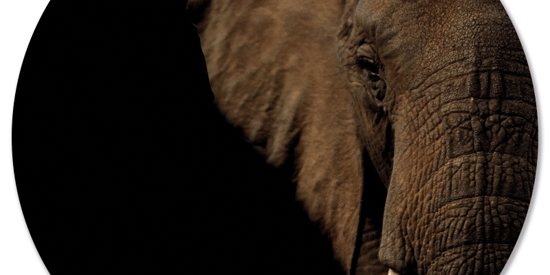 Muurcirkel Olifant Hoofd
