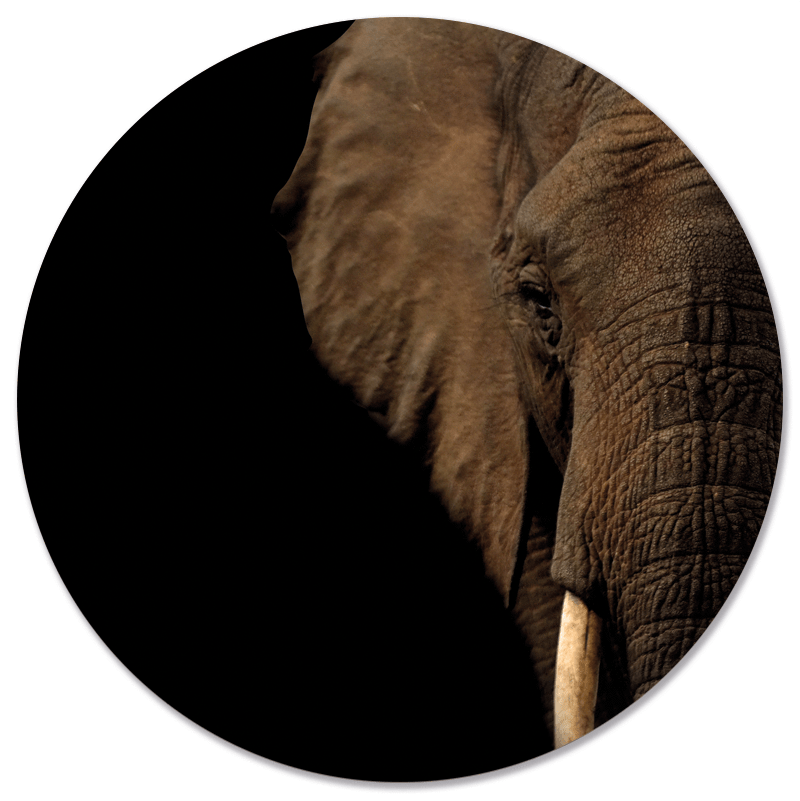 Muurcirkel Olifant Hoofd