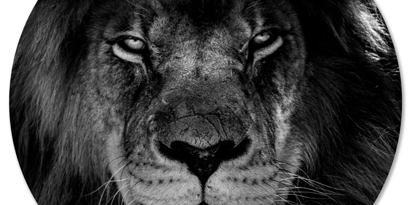Muurcirkel Leeuw Bw