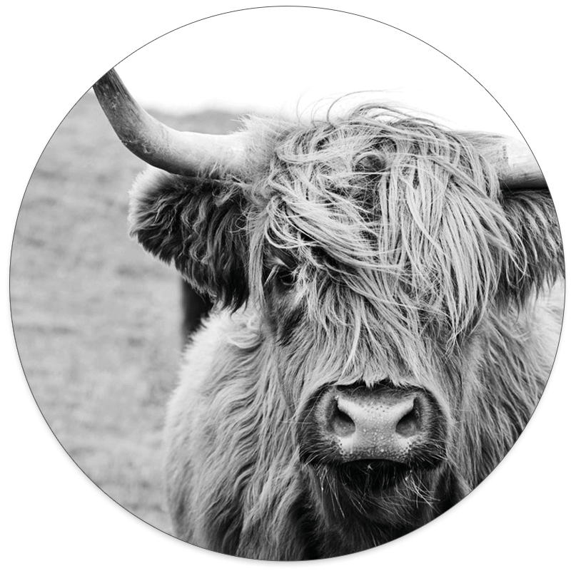 Muurcirkel Schotse Hooglander - Zwart-Wit
