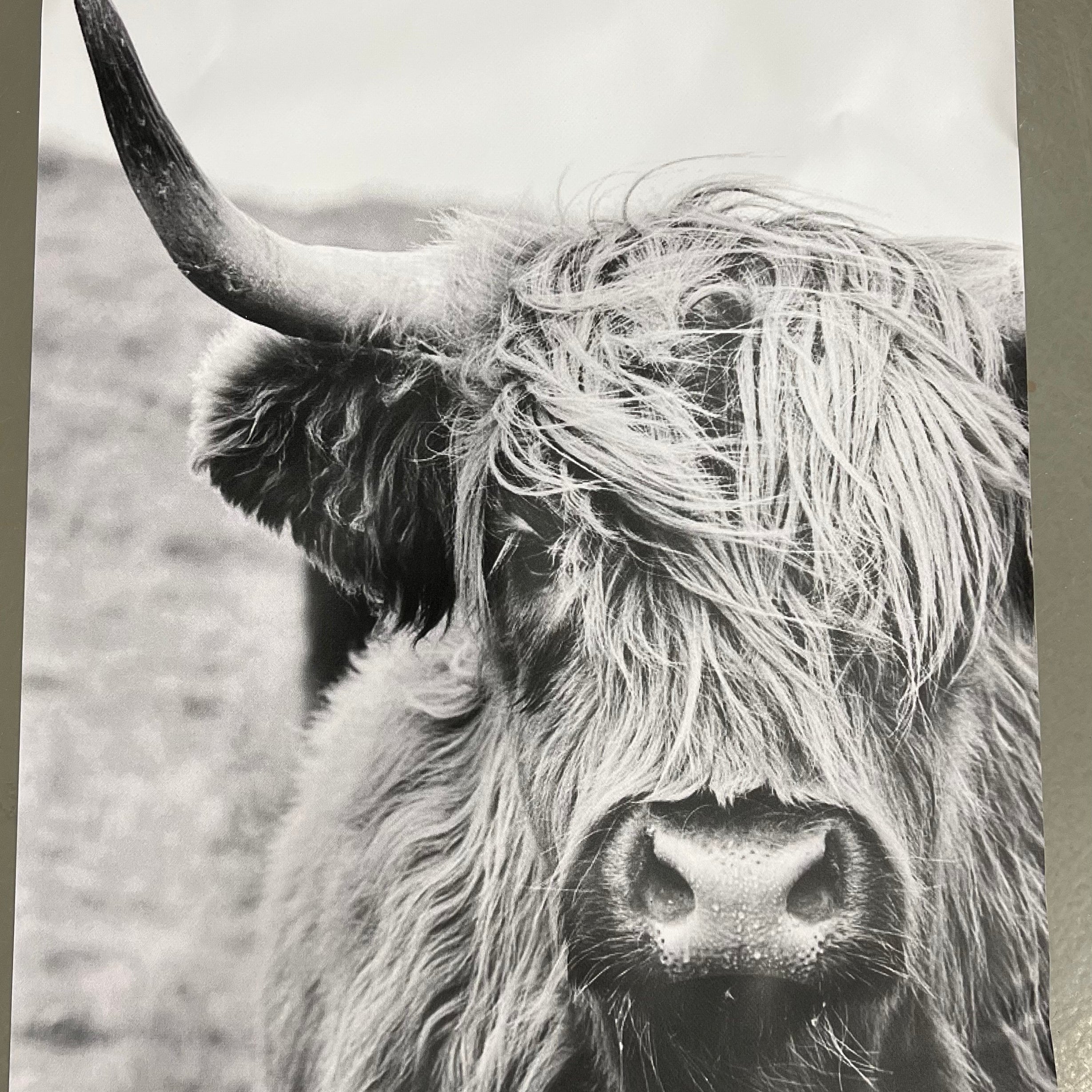 Tuinposter Cow