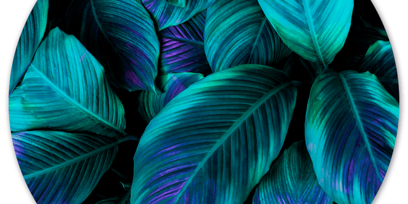 Muurcirkel Green Purple Plant