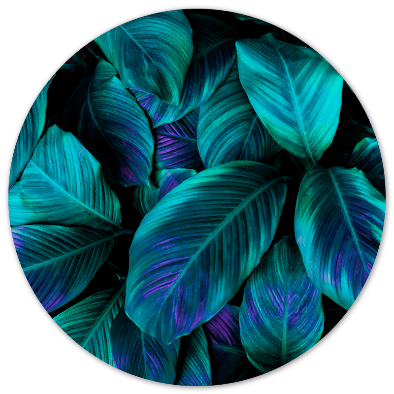 Muurcirkel Green Purple Plant