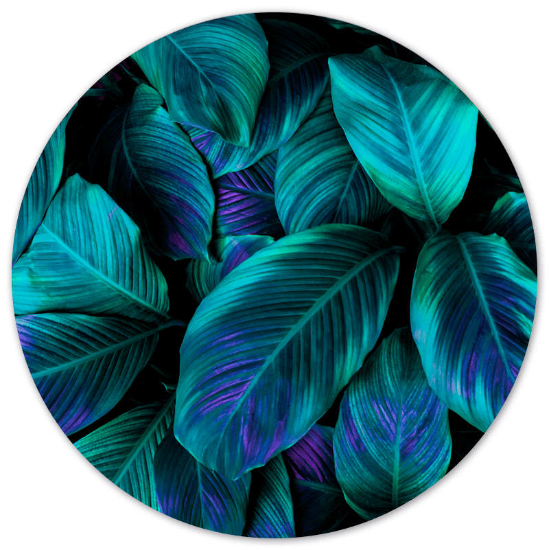 Muurcirkel Green Purple Plant