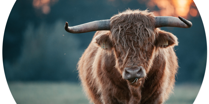 Muurcirkel Schotse Hooglander - Zon