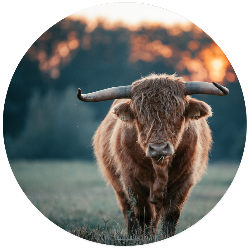 Muurcirkel Schotse Hooglander - Zon
